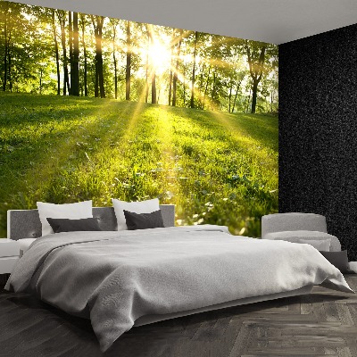 Wallpaper Forest sun.