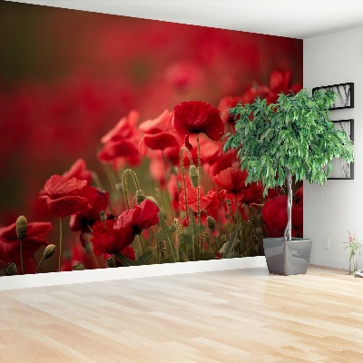Wallpaper Poppy flowers