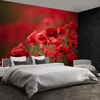 Wallpaper Poppy flowers