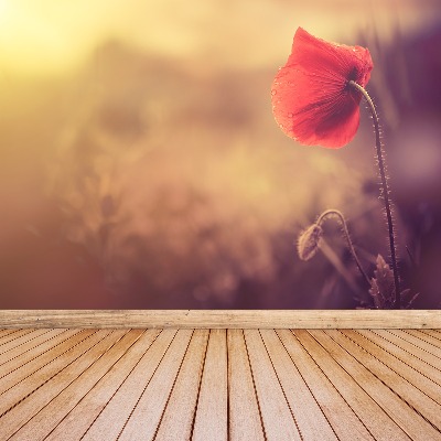 Wallpaper Poppy seed flower