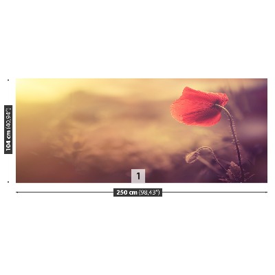 Wallpaper Poppy seed flower