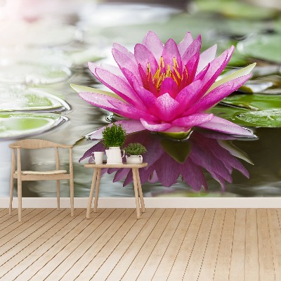 Wallpaper Pink lotus