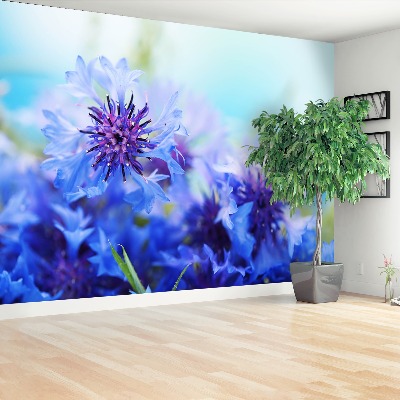 Wallpaper Blue cornflowers