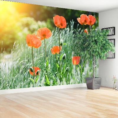 Wallpaper Poppy flowers