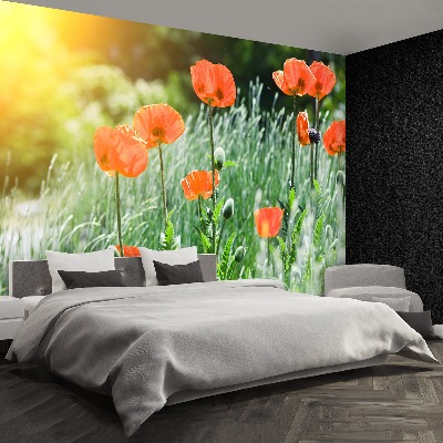 Wallpaper Poppy flowers