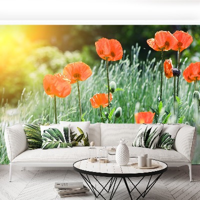 Wallpaper Poppy flowers