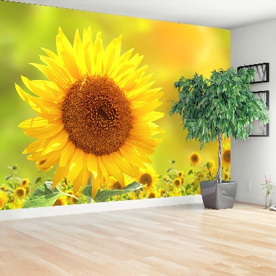 Wallpaper Yellow sunflowers