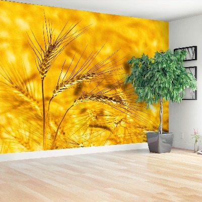 Wallpaper Wheat field