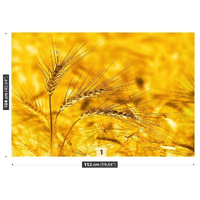 Wallpaper Wheat field