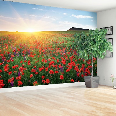 Wallpaper Poppy field