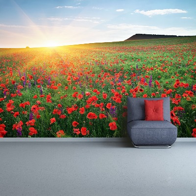 Wallpaper Poppy field