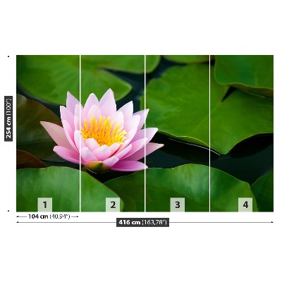 Wallpaper Lotus flower