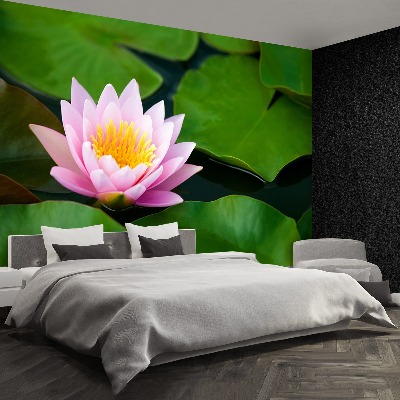 Wallpaper Lotus flower