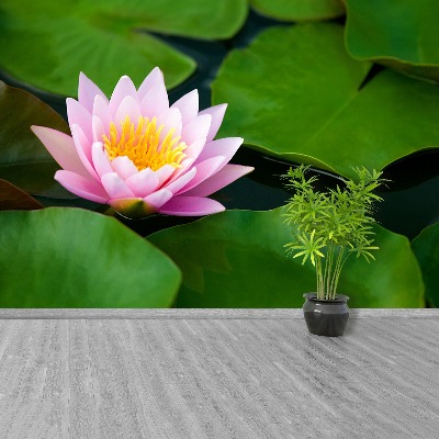 Wallpaper Lotus flower