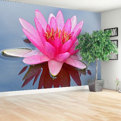 Wallpaper Pink water lily