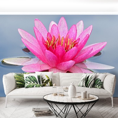 Wallpaper Pink water lily