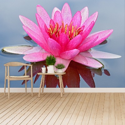 Wallpaper Pink water lily