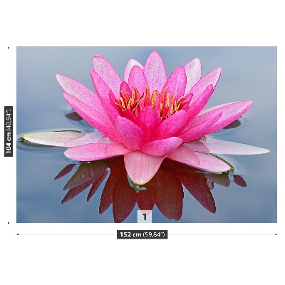 Wallpaper Pink water lily