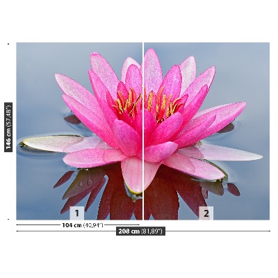 Wallpaper Pink water lily