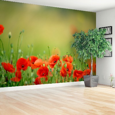 Wallpaper Poppy flowers