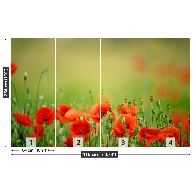 Wallpaper Poppy flowers