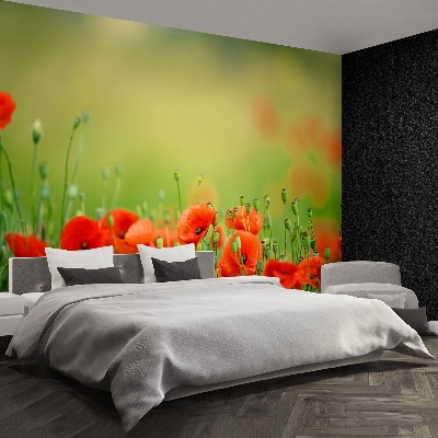 Wallpaper Poppy flowers