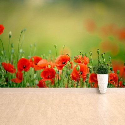 Wallpaper Poppy flowers