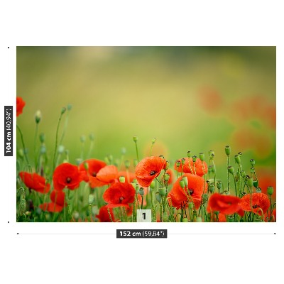 Wallpaper Poppy flowers