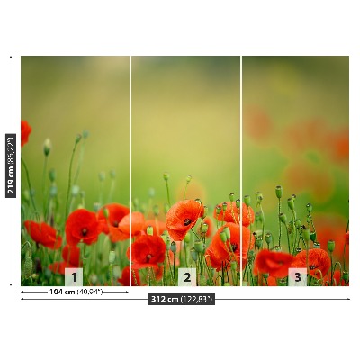 Wallpaper Poppy flowers