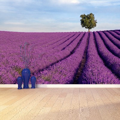 Wallpaper Lavender field