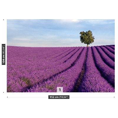 Wallpaper Lavender field
