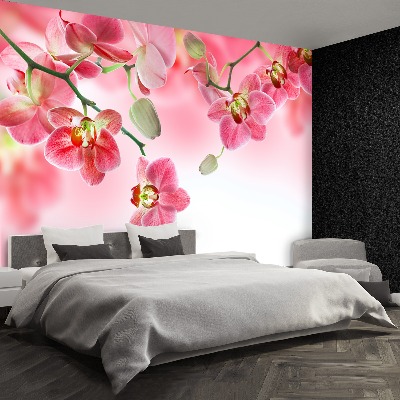 Wallpaper Tropical orchids