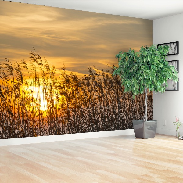 Wallpaper Reed sun