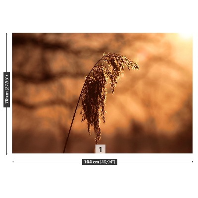 Wallpaper Reed grass