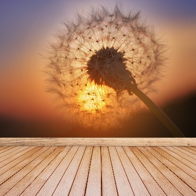 Wallpaper Dandelion