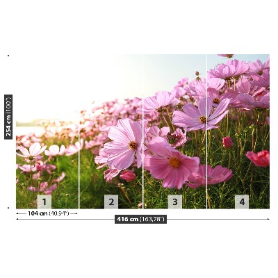 Wallpaper Cosmos flower