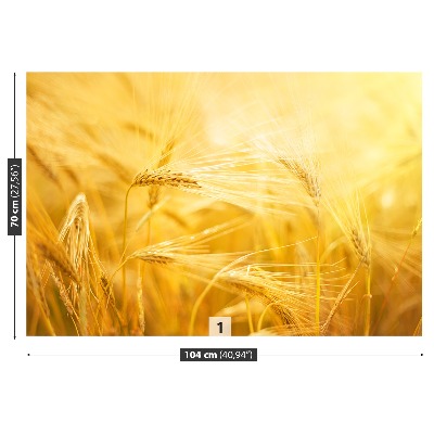 Wallpaper Wheat field