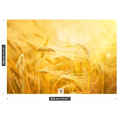 Wallpaper Wheat field