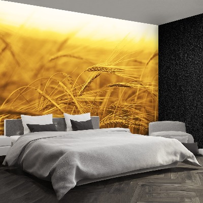 Wallpaper Wheat field