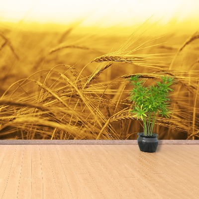 Wallpaper Wheat field