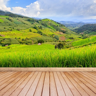 Wallpaper Rice field