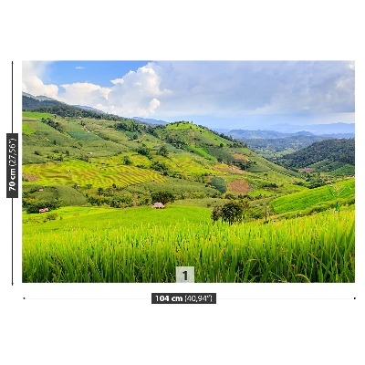 Wallpaper Rice field