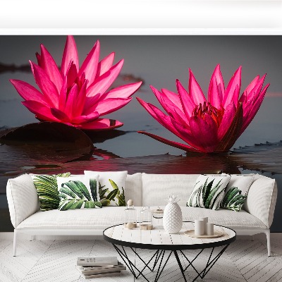 Wallpaper Pink water lilies