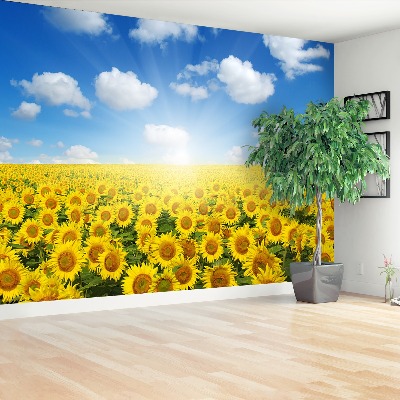 Wallpaper Field of sunflowers