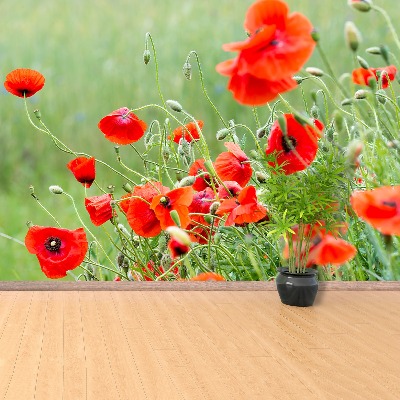 Wallpaper Field of poppies