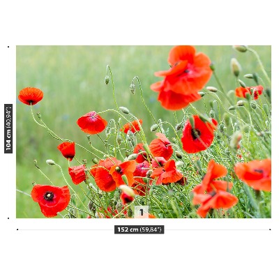 Wallpaper Field of poppies