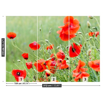 Wallpaper Field of poppies