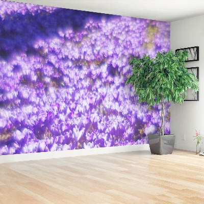 Wallpaper Violet flowers