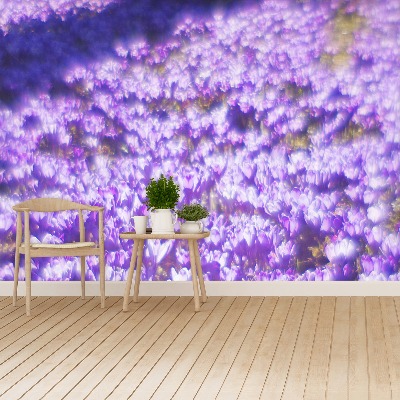 Wallpaper Violet flowers