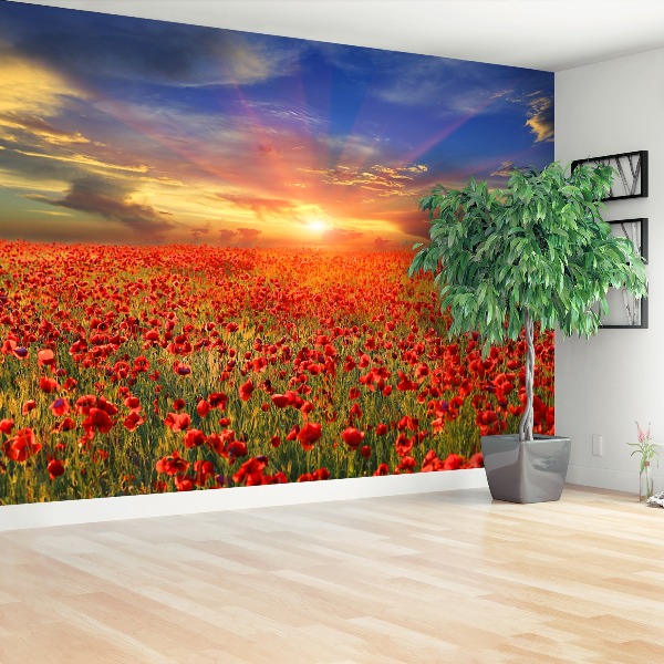 Wallpaper Field of poppies